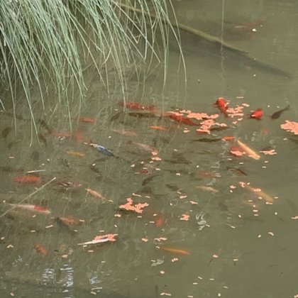 Wassergeister und Fischwesen 