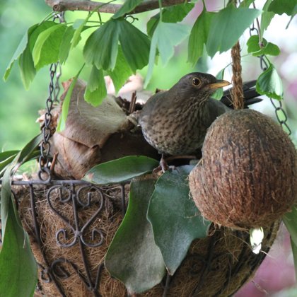 Haus mit einem Amselnest gilt als sicher vor Hagel, Sturm und Blitz.