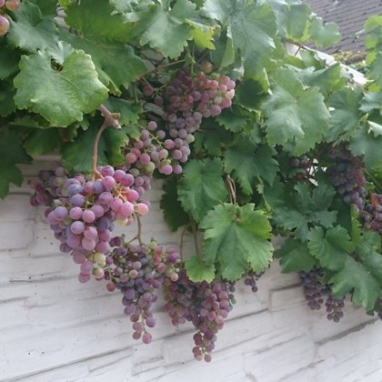  Alkoholischer Wein wird als Getränk der Götter bezeichnet