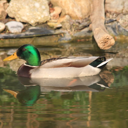 Fliegt die Ente in Dein Leben, so kündigt sie Weiterentwicklungen an 