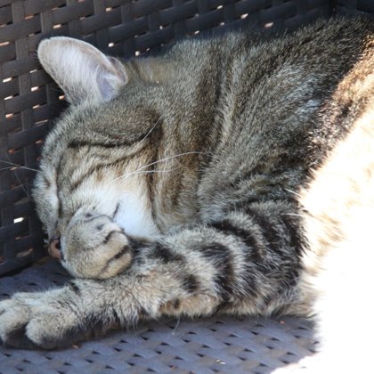 Meisterin Angie meditiert