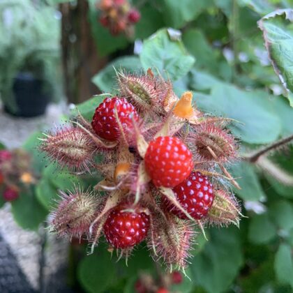 Japanische Strauchhimbeere