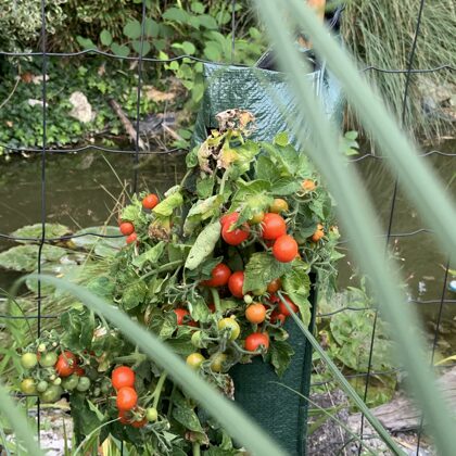 Zaunparadeiser im Sack
