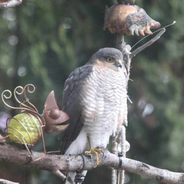Der Taubenjäger macht Siesta