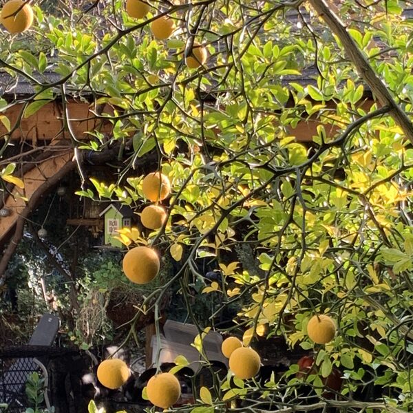 Orangenblüten liegen auf dem Weg