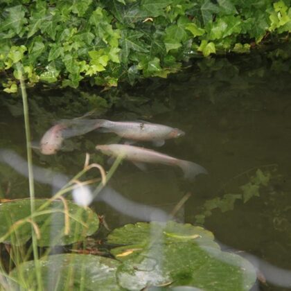 Verschleierte Gespenster