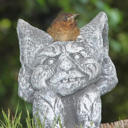 Jungamsel auf Schutzplatz