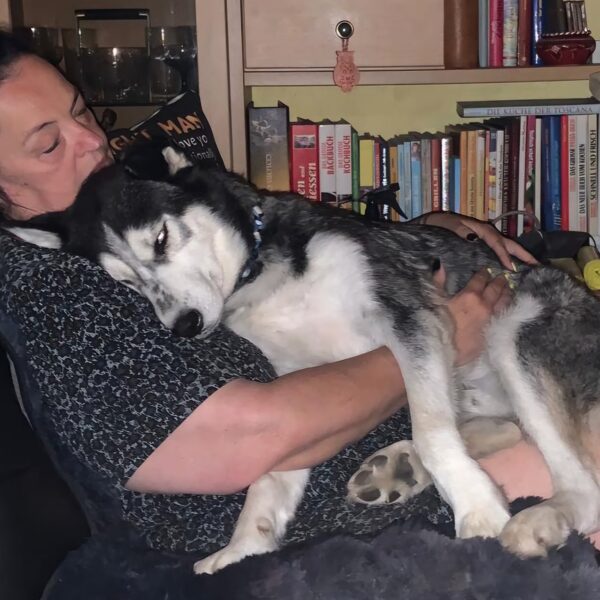 Schlittenhund ohne Schlitten