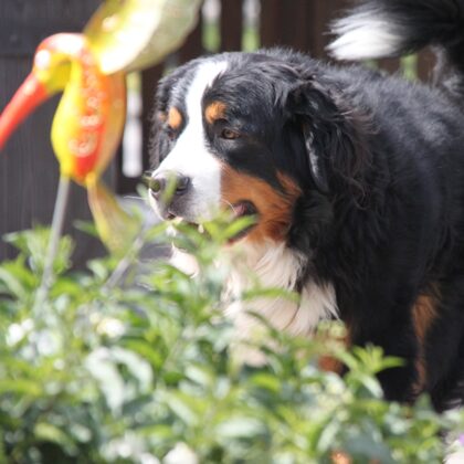 Zuhause ist, wo die Hundehaare an allem kleben, außer am Hund.