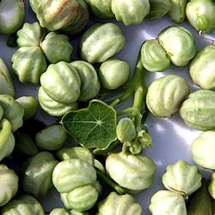 Franziskanisch lebende Kresse 