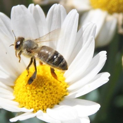 Göttervater Zeus trug den Beinamen „Bienenkönig“. 