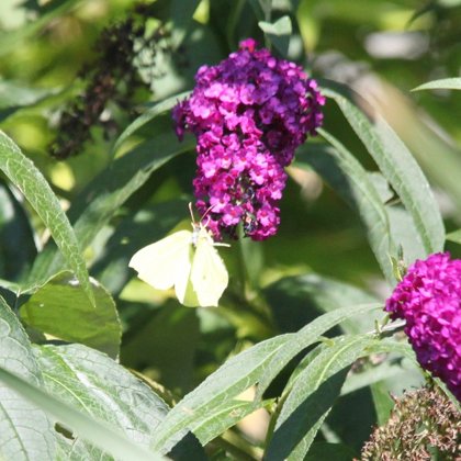 man hielt sie für die Seelen der Toten