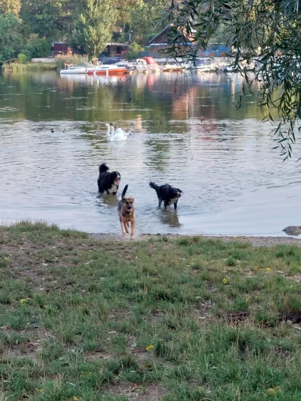 Baden in Wien 