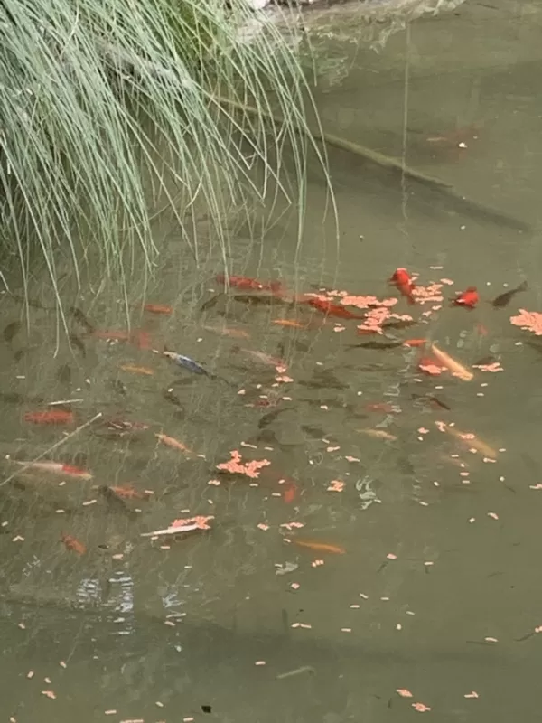 Wassergeister und Fischwesen 