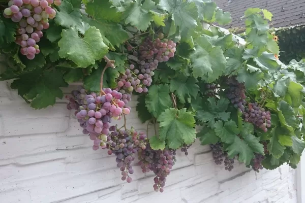  Alkoholischer Wein wird als Getränk der Götter bezeichnet