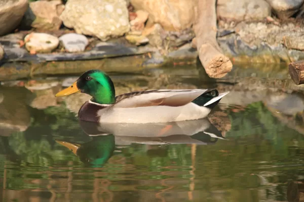Fliegt die Ente in Dein Leben, so kündigt sie Weiterentwicklungen an 