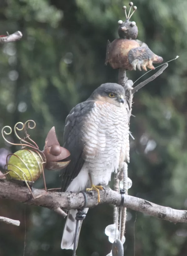 Der Taubenjäger macht Siesta