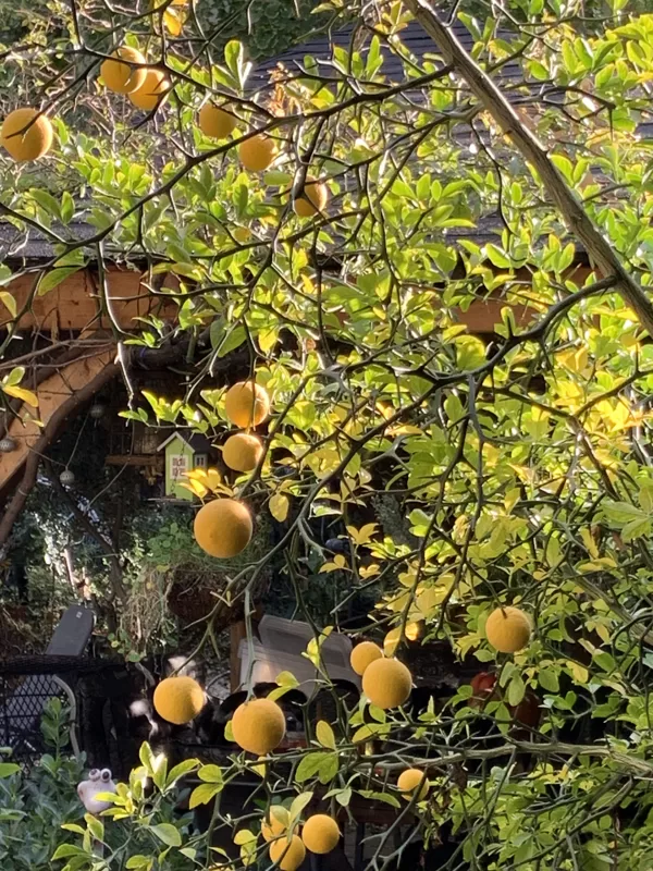Orangenblüten liegen auf dem Weg