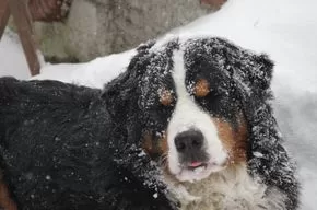 Absolut Berner 
