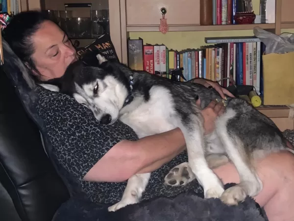 Schlittenhund ohne Schlitten