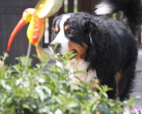 Zuhause ist, wo die Hundehaare an allem kleben, außer am Hund.