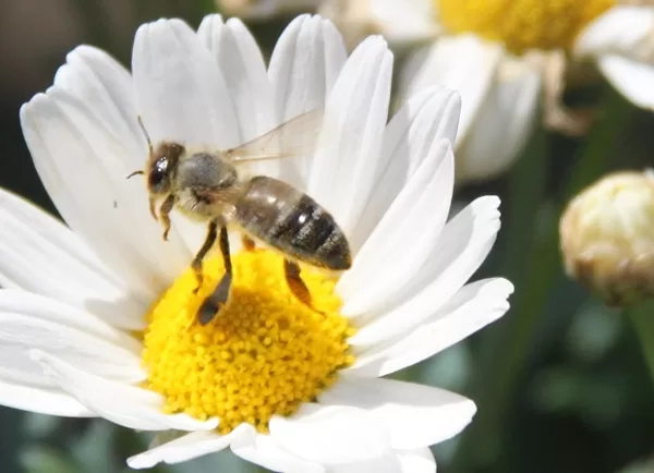 Göttervater Zeus trug den Beinamen „Bienenkönig“. 